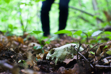 Animal's skull found in the forest
