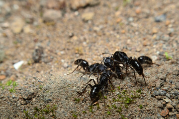 Black garden ant activity. Also known as the common black ant. These insects usually live in colonies. 