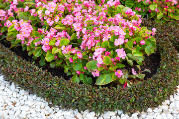 pink decorative flowers on a decorated flower bed. botany and decoration of city streets