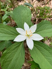 white and yellow flower
