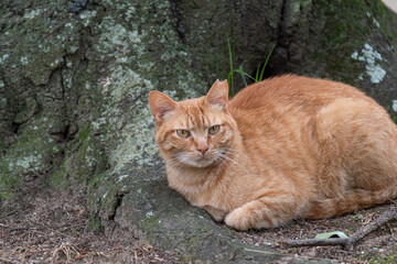 可愛い猫　　茶トラ猫