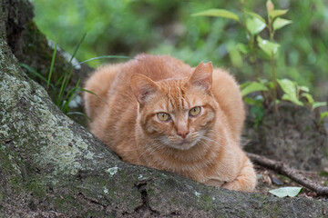 可愛い猫　　茶トラ猫
