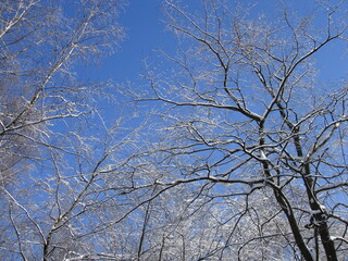 Obraz premium The branches of the trees are covered with ice and snow against a clear blue sky
