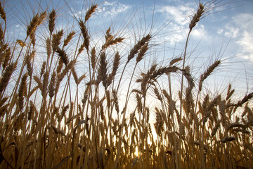 Growing wheat against the background of the cloudy sky. Agronomy and agriculture. Food industry.