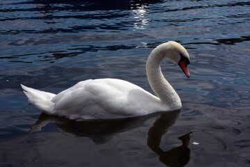 swan on the lake