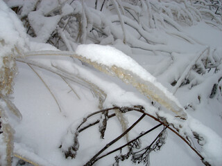 Tree branches covered with ice and snow after ice rain and snowfall.