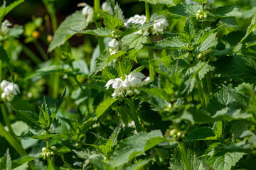 Obraz premium White flower on a background of green leaves