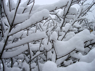 Tree branches covered with ice and snow after ice rain and snowfall.