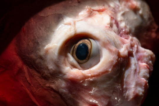 Sheep meat in water. The head of the animal without the skin. The eye of a slaughtered animal. Price for meat-eating.