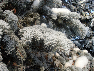 Spruce branches covered with ice and snow