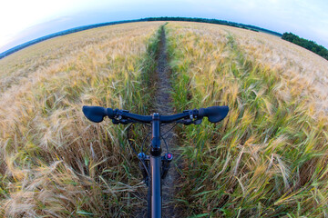 Naklejka na ściany i meble bike on the trail of the wheat field. Sports and travel.