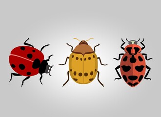 ladybird vector illustration