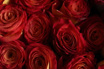 red roses background