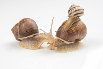 Helix pomatia. grape snail on a white background. mollusc and invertebrate. gourmet protein meat food. communication of the individual in society
