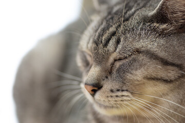 可愛い寝顔　　サバトラ猫