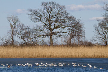 View on a  beautiful lake in denmark scandinavia