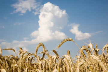 Landwirtschaft: Gerstenfeld