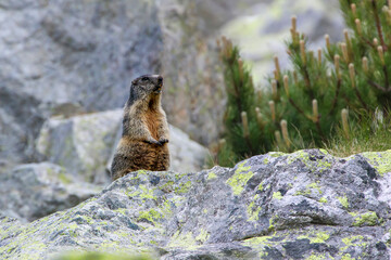 Marmot, (marmota, marmota), observes the surroundings on the rocks