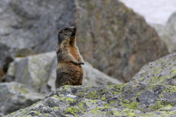 Marmot, (marmota, marmota), observes the surroundings on the rocks
