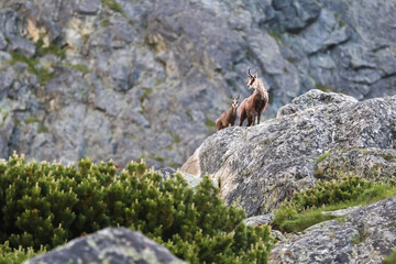 The family Tatra Chamois (Rupicapra rupicapra tatrica) in the mountains in the natural environment of the High Tatras, Slovakia, Eastern Europe.
