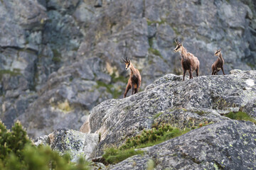 The family Tatra Chamois (Rupicapra rupicapra tatrica) in the mountains in the natural environment...