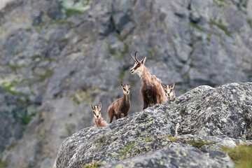 The family Tatra Chamois (Rupicapra rupicapra tatrica) in the mountains in the natural environment of the High Tatras, Slovakia, Eastern Europe. © Michal