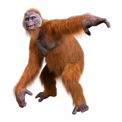 3D Rendering Orangutan on White © photosvac
