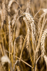 Landwirtschaft: Gerstenähren