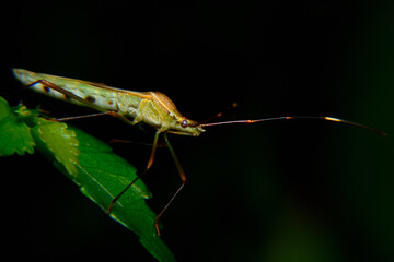 stink bugs are pests that often attack farmers' crops