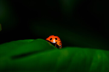 The Ladybug and a leaf 