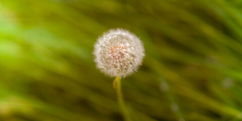 Round fluffy dandelion flower grow in green grass at summer.