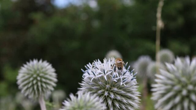 Western Honey Bee on Echinops Sphaerocephalus in Czech Nature. European Honey Bee Pollinates Glandular Globe-Thistle on a Meadow.