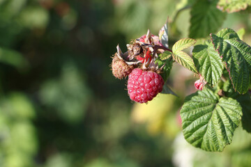 Fresh raspberries on a branch in garden