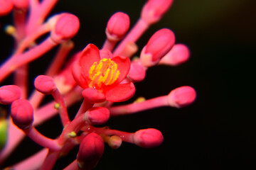 Fototapeta na wymiar The beautiful red flower with black background