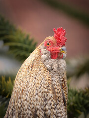 Huhn Nahaufnahme /Closeup