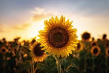 Zelfklevend Fotobehang Sunflowers in the field, summertime agricultural background © YURII Seleznov