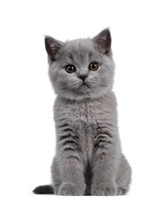 Cute blue British Shorthair kitten, sitting front view. Looking at camera with round brown eyes. Isolated on white background.