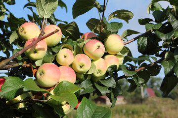 Ripe red apples Ranet on a branch in  garden