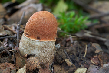 Edible mushroom Leccinum albostipitatum in the aspen forest. Young bolete mushroom growing in the...