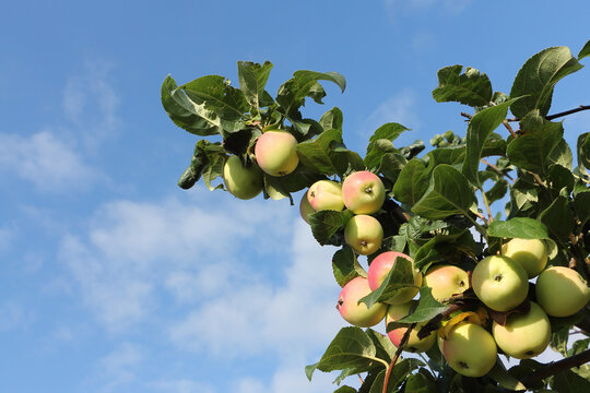 Ripe red apples Ranet on a branch in the garden