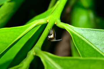 close up of an insect with a leaf