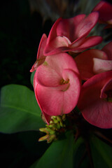 Fototapeta na wymiar Close up of pink euphorbia flower