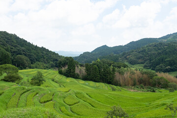 Obraz premium 夏の大山千枚田2