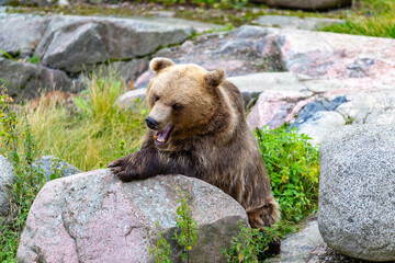 brown bear cub © Artem