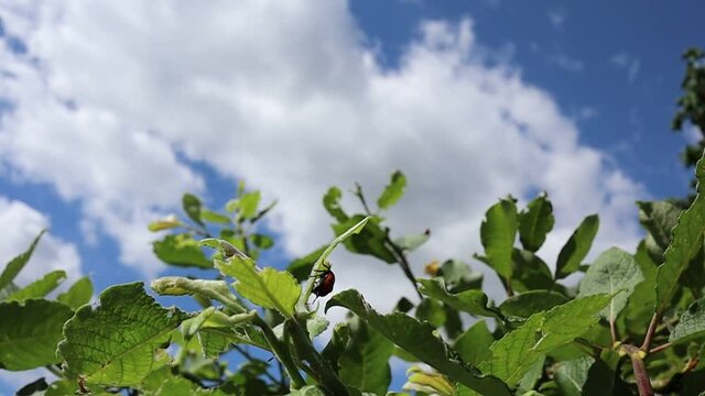 Slow Motion of Clytra Laeviuscula (the Ant Bag Beetle) Flying on Willow Leaf and then Climbing it in the Garden. Four Spotted Leaf Beetle is Insect belonging to the Family Chrysomelidae. 