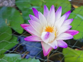 Fototapeta premium pink lotus flower