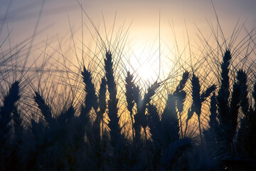 Obraz premium Silhouette of growing wheat close-up on the background of a sunny sunset. Agronomy and agriculture. Food industry.