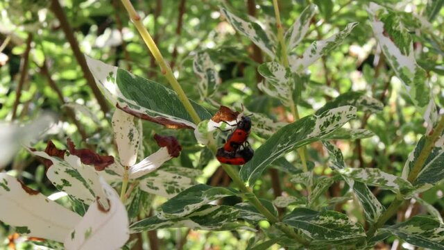 Clytra Laeviuscula (the Ant Bag Beetle) Mating on Green Leaf in the Garden. Four Spotted Leaf Beetle is Insect belonging to the Family Chrysomelidae. 