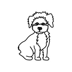 Maltipoo dog breed vector illustration. Cute miniature puppy drawing.