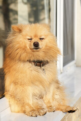 Pomeranian spitz with yellow fur